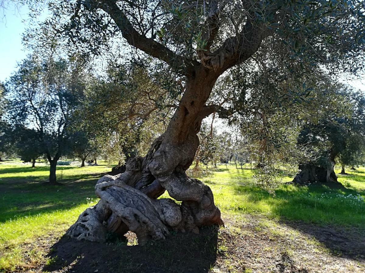 Trullo Alessandro E Villa Raffaela 圣维托诺曼 外观 照片